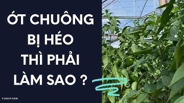 Ớt chuông bị héo thì phải làm sao - FUNOFARM