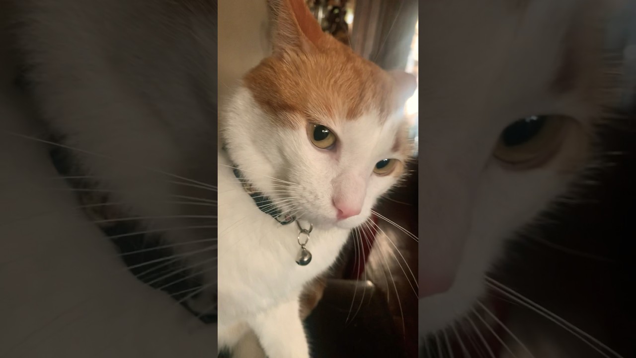 🥝 kiwi grumpy wonder why 😕 cat kiwi catfunny lonley kiwis YouTube