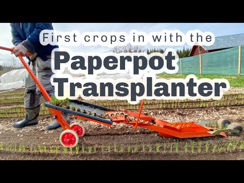 Video: Paperpot - Kasešu Tehnoloģija Kāpostu Stādu Audzēšanai