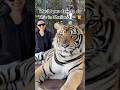 One of the most thrilling experiences of my Thailand trip! 🇹🇭✨ #tiger #thailand #adventure #viral