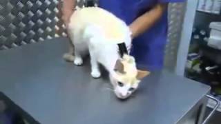 Видео приколы: гипноз для кота - смотрите бесплатно Видео приколы: гипноз для кота - смотрите бесплатно