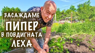 Особености при засаждането на пипера в повдигната леха. Какво е различното?