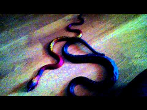 Видео: Как да избягаш от змиите