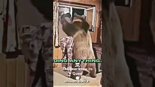 The Bear Had Everything Under Control