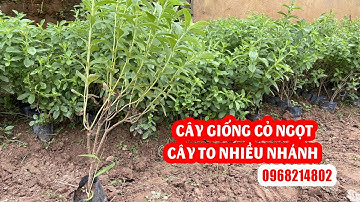 Cây giống cỏ ngọt - Cây giống to nhiều nhánh nhà vườn ship toàn quốc