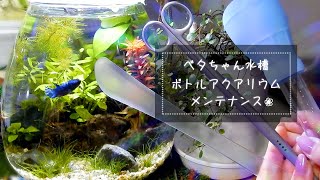 ベタちゃん水槽 ボトルアクアリウムのメンテナンス❀アクアリウム