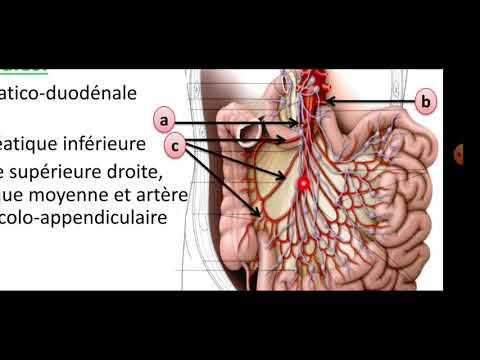 Vidéo: Qu'est-ce que les mésentères en biologie ?