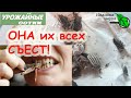 ОНА ЕСТ ЖУКОВ! Боверия съест колорадских жуков, белокрылок, тлей, клещей и других вредителей!