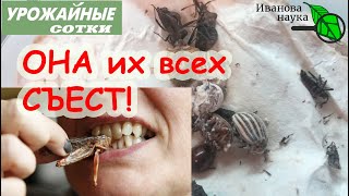 видео: ОНА ЕСТ ЖУКОВ! Боверия съест колорадских жуков, белокрылок, тлей, клещей и других вредителей! картинка: ОНА ЕСТ ЖУКОВ! Боверия съест колорадских жуков, белокрылок, тлей, клещей и других вредителей!