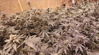 Gorilla Skyberry Week 5