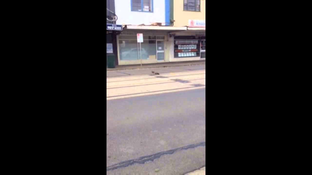 Ducks and Cute Ducklings Nearly Get Run Over By a Car Crossing a Main Road Together