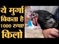 Kadaknath Chicken, जिसकी हड्डी मांस खून सब काला होता है | Kadaknath Murga | The Lallantop