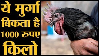 Kadaknath Chicken, जिसकी हड्डी मांस खून सब काला होता है | Kadaknath Murga | The Lallantop