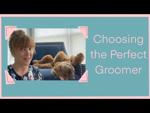 Video: Come trovare il cane perfetto Groomer
