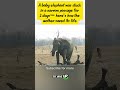 Mother Elephant Fights Lions to Save Her Baby 😢|She Stayed Alone… To Save Her Baby 🐘#elephant #viral