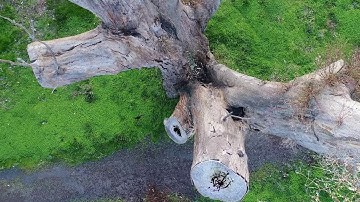 Using Drones for Tree Inspections