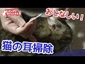 半野良猫の耳掃除。綿棒がまた真っ黒です。