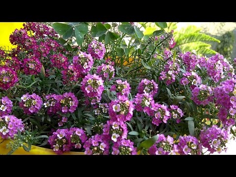 वीडियो: क्लेफ़्थोफ़ - एक सदाबहार असामान्य पौधा - आपके बगीचे के छायादार स्थानों को सजाएगा