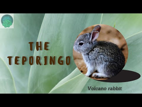 The Teporingo (volcano rabbit)