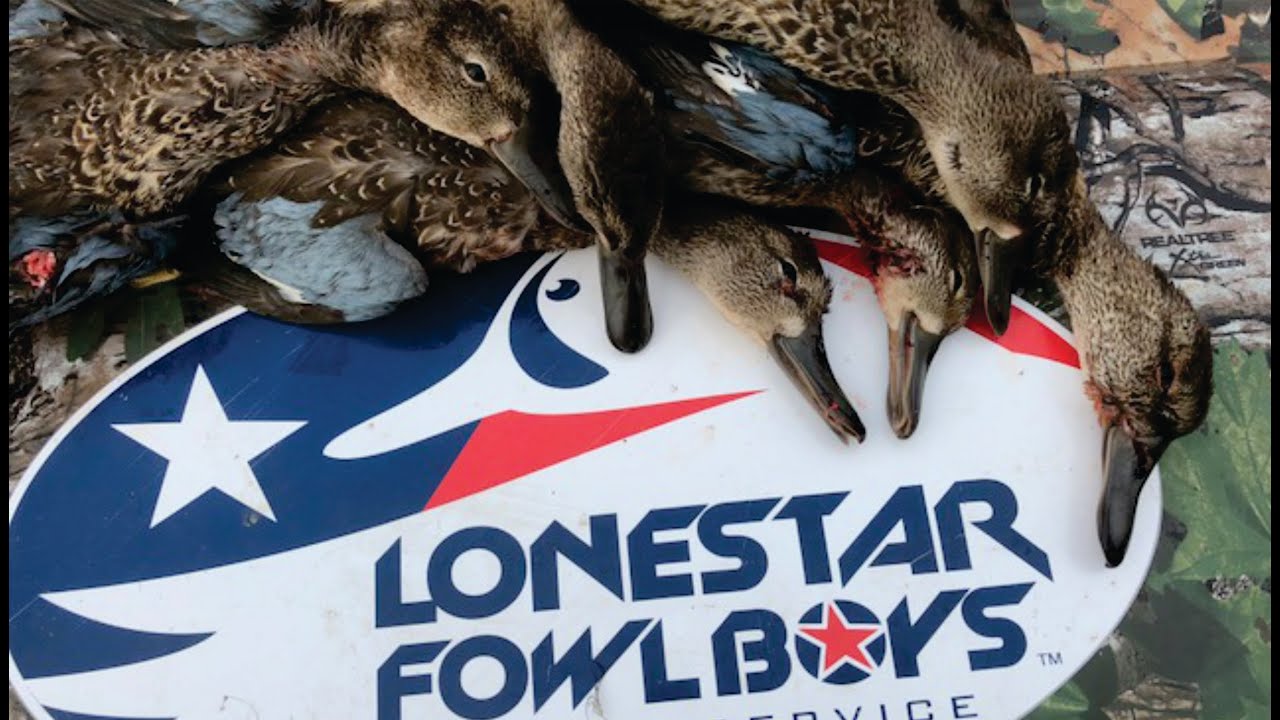 Early Season Blue Wing Teal Hunting Great Footage of Texas Teal Hunting / Migration Blue