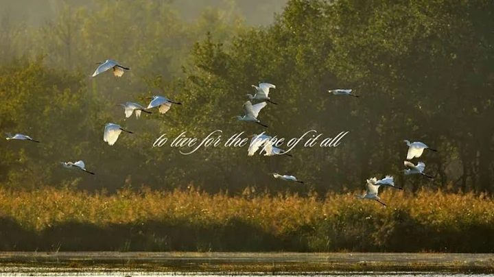 A playlist that makes you feel calm and dreamy..