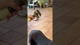 Deshedding Vacuum Brush For Your Dog