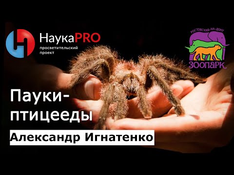 Пауки-птицееды: содержание, виды, анатомия, поведение | Лекции по зоологии – Александр Игнатенко