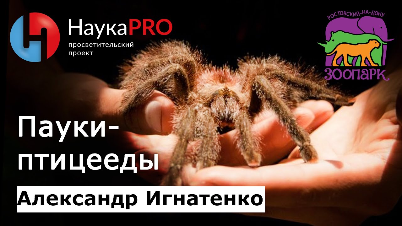 Пауки-птицееды: содержание, виды, анатомия, поведение | Лекции по зоологии – Александр Игнатенко