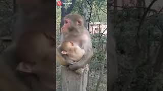 Chanda hai tu