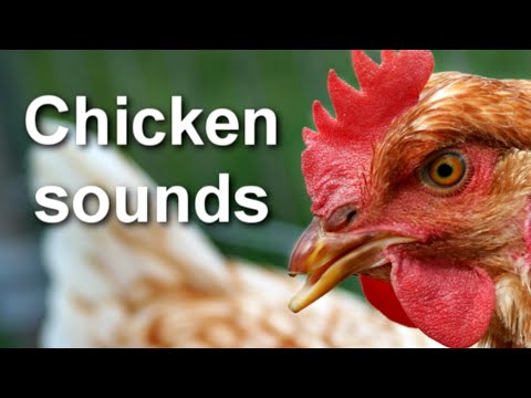 chicken-sounds-~-hq-audio-~-sound-of-chickens