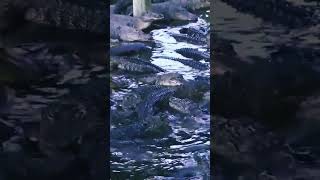 #shortsvideo#shorts#крокодилы#crocodiles#gatorland#