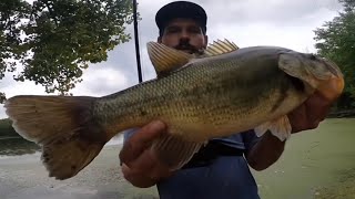 Even Birds Eat My Frog