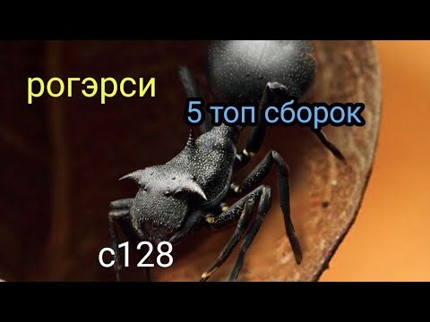 Видео: the ants underground kingdom афантохилус рогэрси связка для охранников