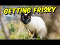 Siamese Cat has Spring Fever