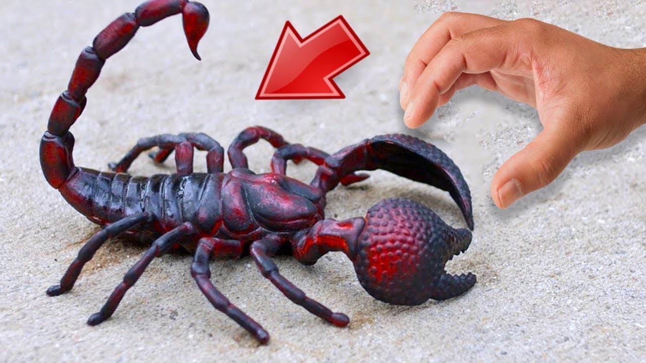5 SCORPIONI PIù PERICOLOSI AL MONDO! YouTube 5 SCORPIONI PIù PERICOLOSI AL MONDO! YouTube
