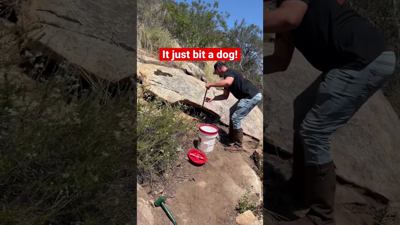 Rattlesnake just bit a dog so now I have to go get it!! 