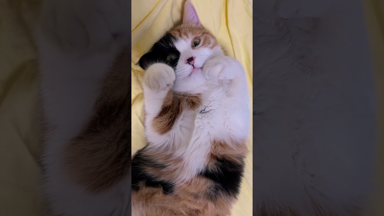 Think You Don’t Need A Cat? 5 Reasons That Might Make You Think Again 😻🐈 