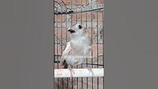 Burung Kancilan Bakau Putih Albino Leucistic