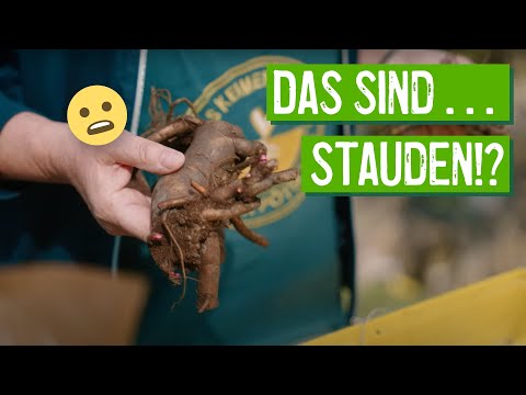 Video: Knollenstauden. Staudenblumen für den Garten