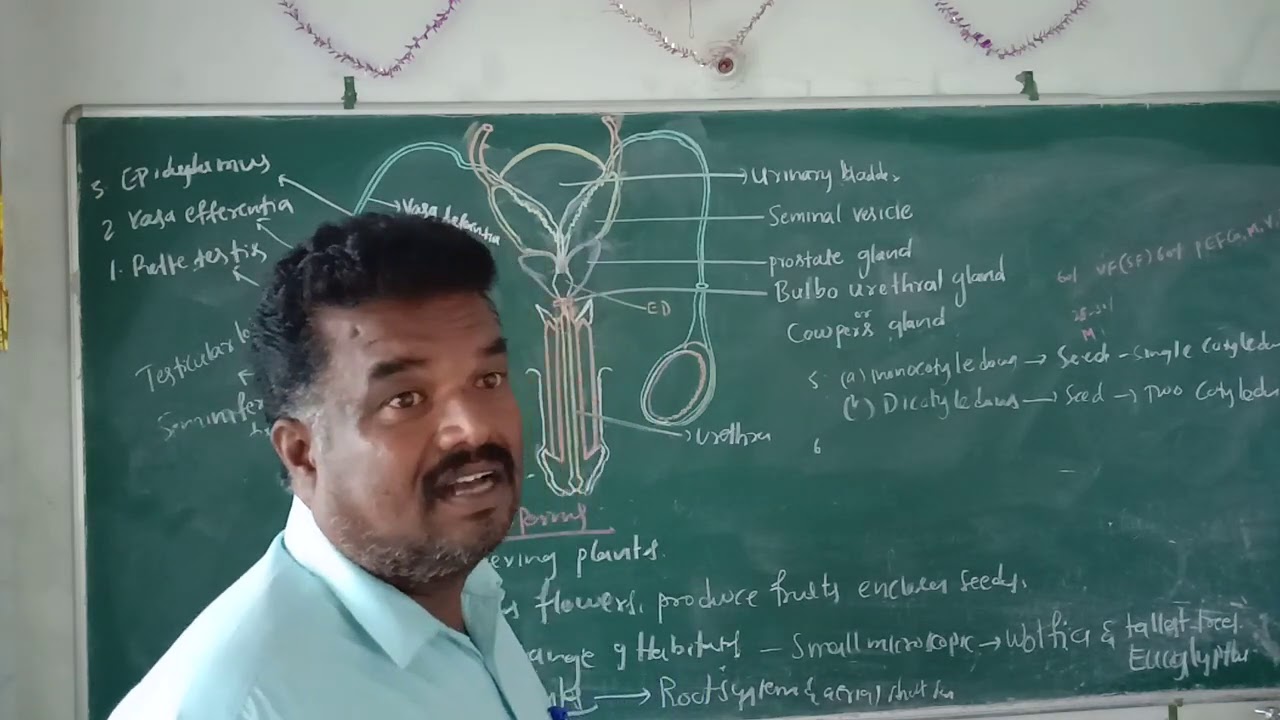 Classification  of gymnosperms and features of angiosperms.