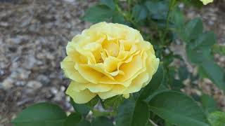 Full Rose Garden Tour: Virginia. 