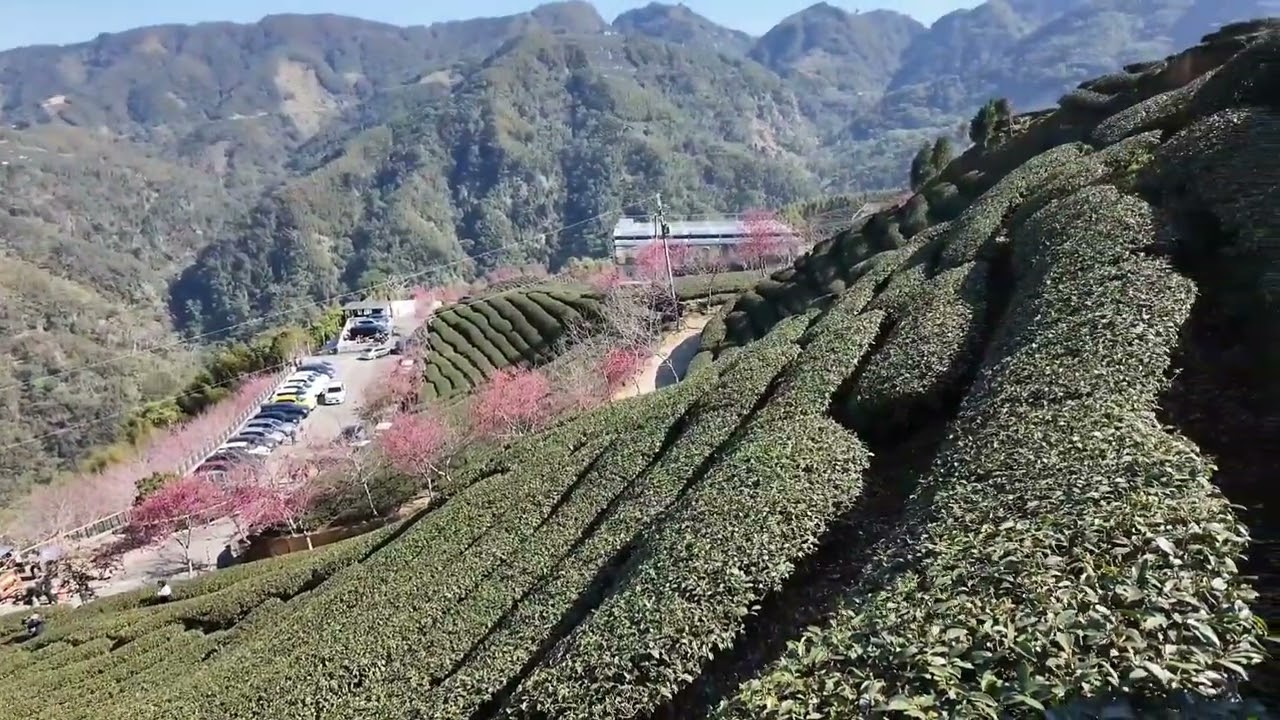 2026/2/10竹山八卦茶園賞櫻