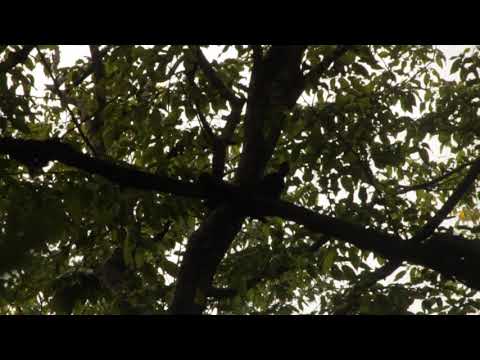 Black woodpecker - შავი კოდალა - Dryocopus martius
