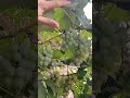 ទំពាំងបាយជូ ផ្លែជិតទុំហើយ