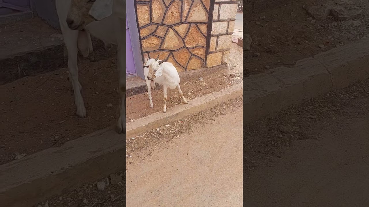 Orgigan nafbaa heeysa lkn Labkoo dhan ayaa damaaci miidhan ah  tolow raguna masaas ookalaa qeeylada