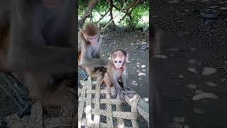 Download Lagu monkey fun baby g #dj #ekbharatshresthbharat #live #ramnaamsejagmaghai #monkeysr #cute MP3