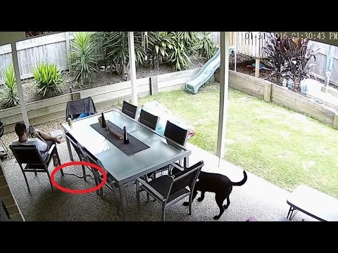 ANJING ini selamatkan tuannya dari serangan ular - YouTube