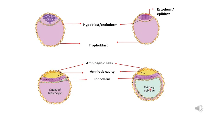 germ layer formation-2