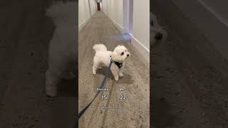 Day 38 of the elevator guessing game! How do you make friends in your apartment building #dog