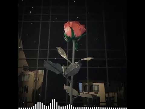 مو حرام الورد تدبل